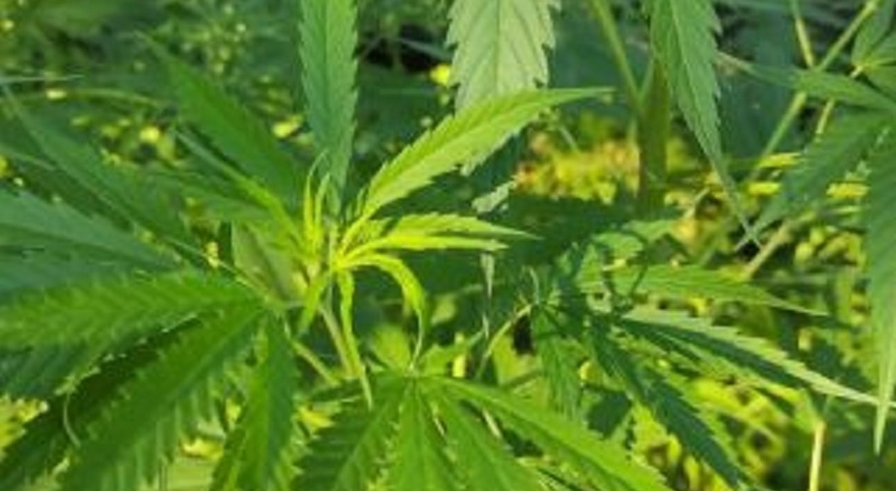 Man Arrested for Cannabis Cultivation in Montesarchio