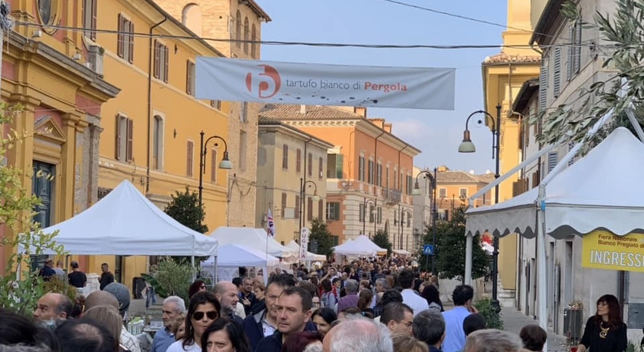 Tartufo bianco, l?Oro di Pergola apre la stagione delle fiere. Oggi mostra e convegno, domani l?inaugurazione con l?arrivo del treno storico