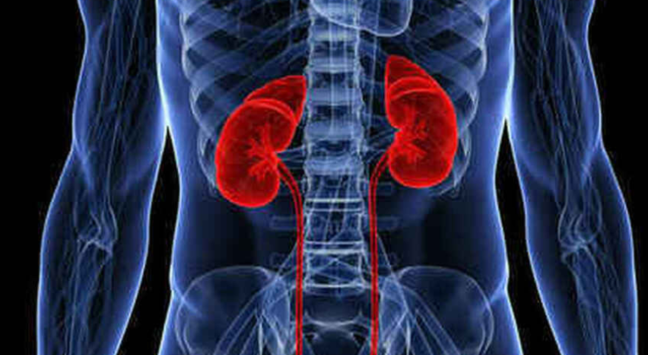 Kidney cancer, new drug treatment increases life expectancy: study