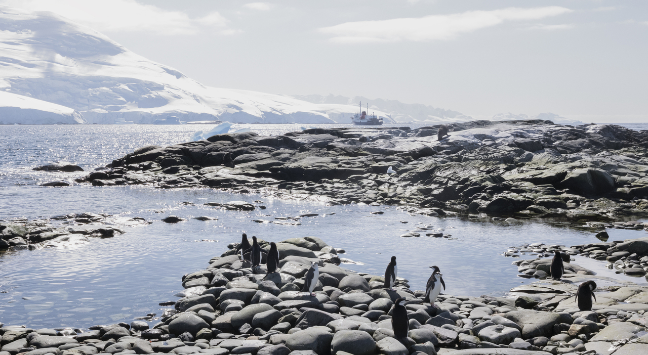 Viaggio in Antartide. Reportage dal continente bianco tra pinguini, ghiacciai e il mare più pericoloso al mondo: due notti con onde alte 9 metri prima di vedere gli iceberg