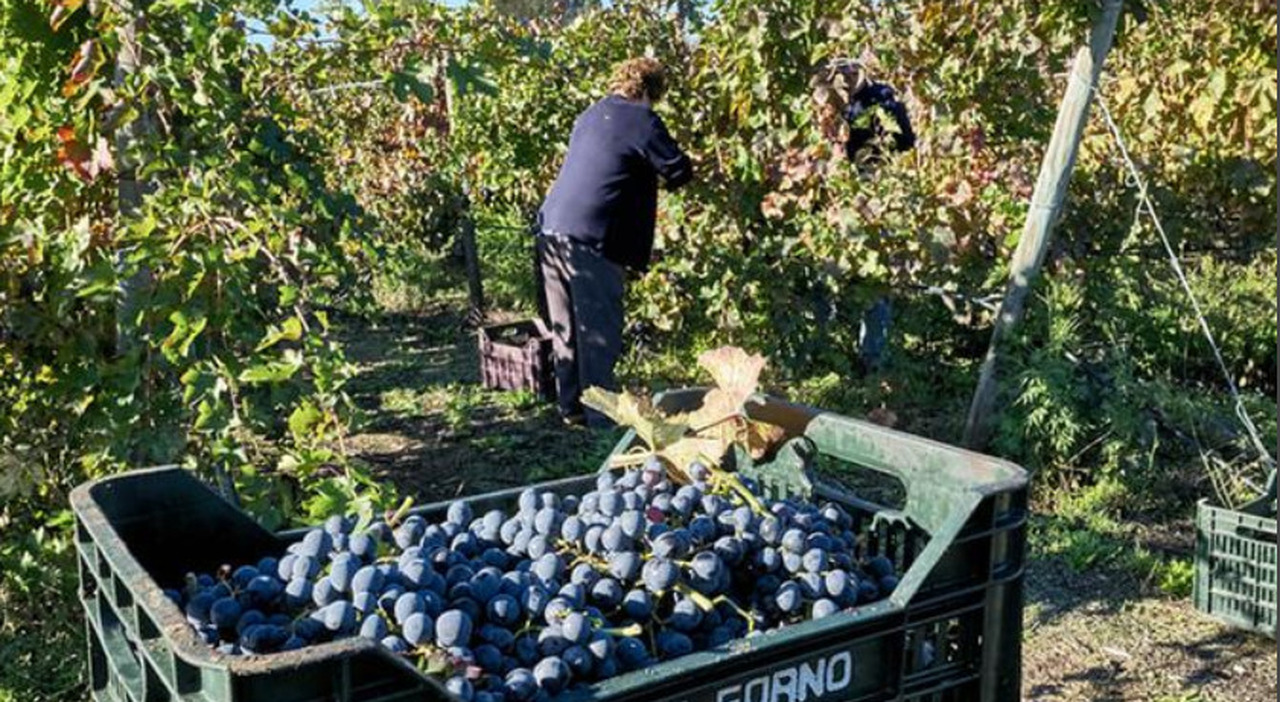 Il grande bacino dell?Africa, così il Piano Mattei spinge l?offerta dell?agroalimentare