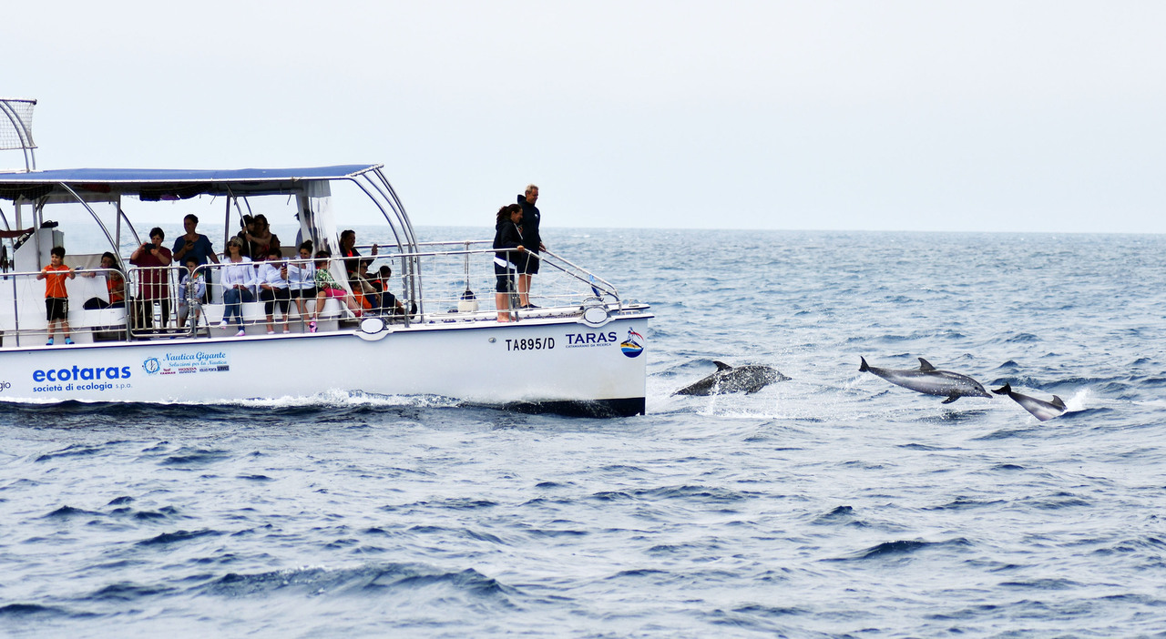 La bellezza contro l?inquinamento: a Taranto i delfini simbolo della resistenza secondo National Geographic