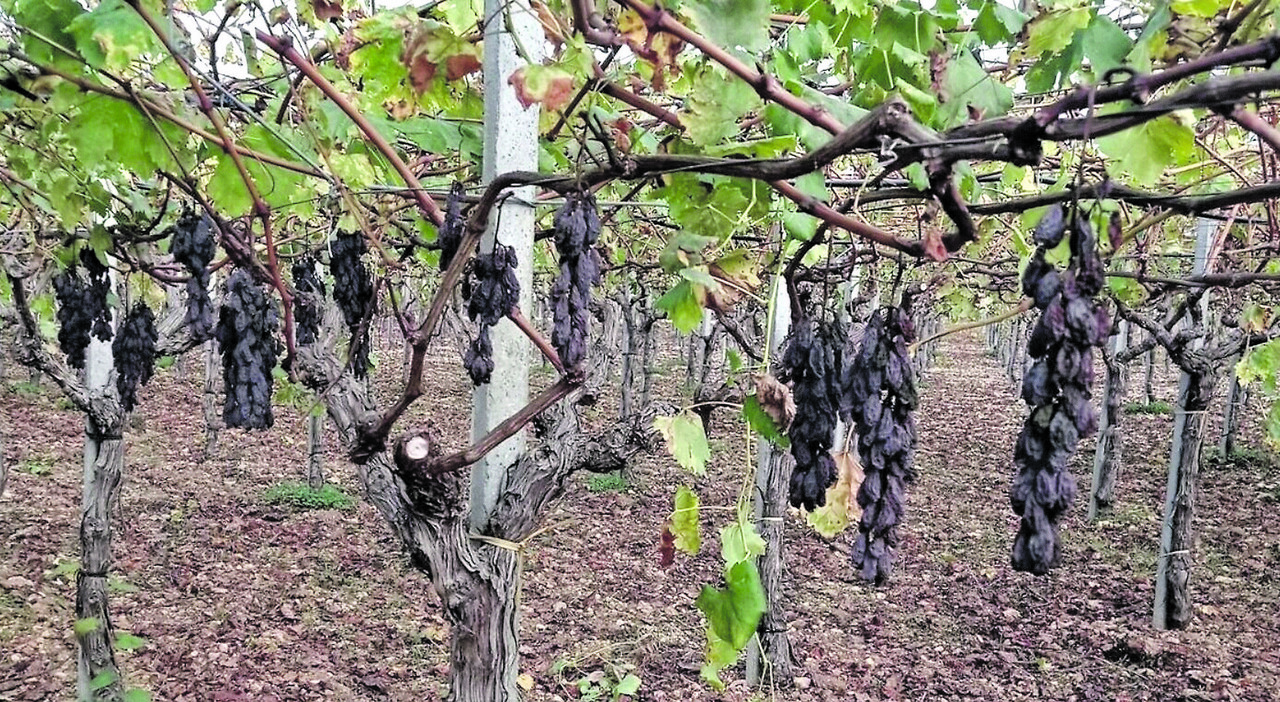 Xylella, i tecnici: «Vigneti a rischio». Eradicazioni sino a 400 metri