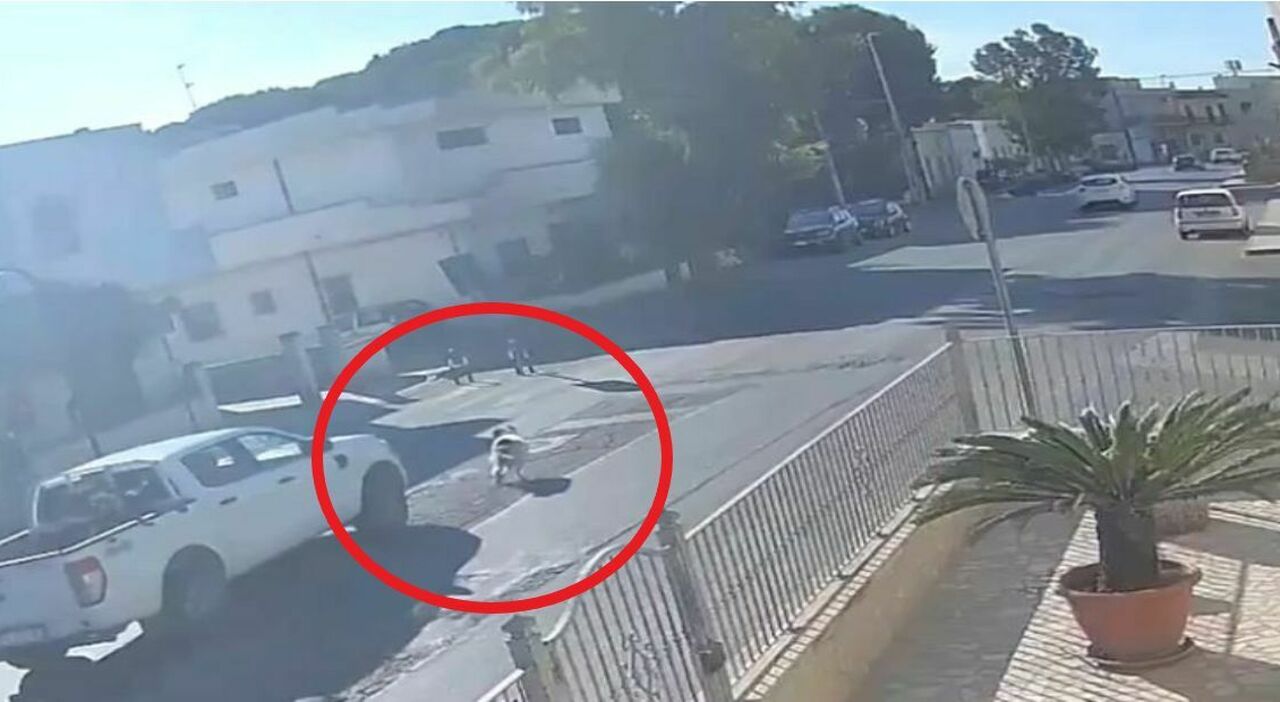 Investe e travolge il cane del quartiere: denunciato automobilista. Il video ripreso da telecamere di sorveglianza