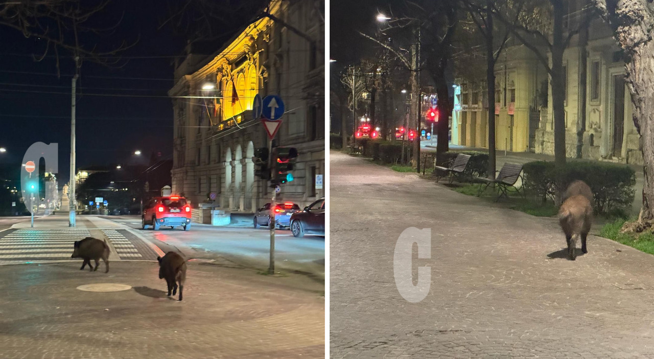 Due cinghiali a spasso ad Ancona: avvistati sul Viale e davanti al Comune fra lo stupore dei passanti