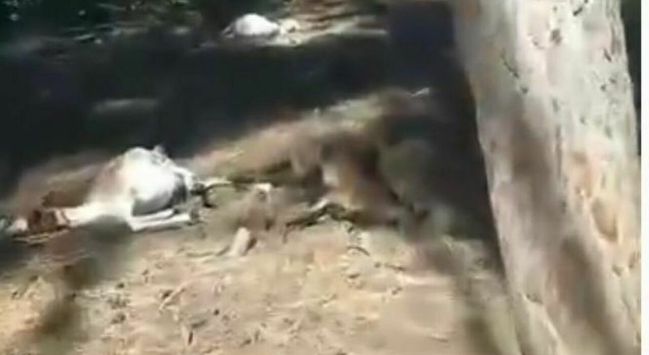 Lecce, lupi sbranano alcuni animali in una tenuta