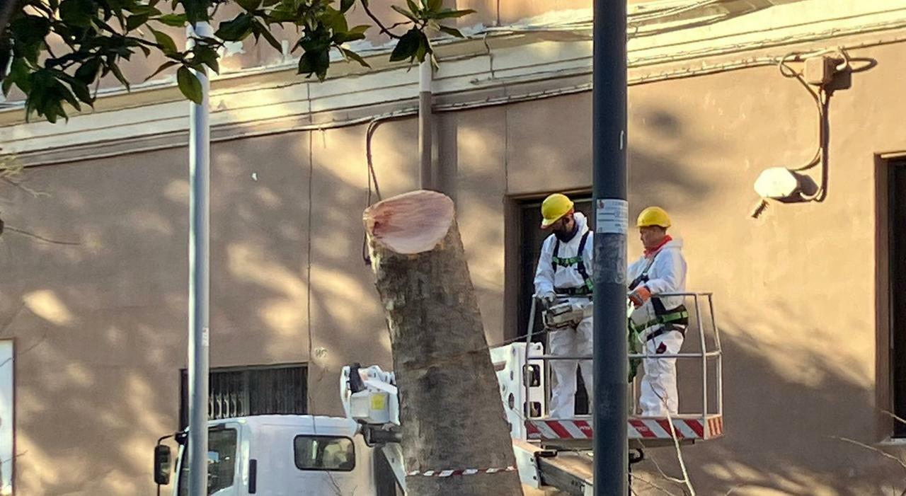 Bari, arrivano 14mila alberi grazie ai progetti Pnrr: «Città sempre più green»