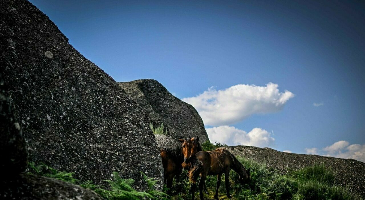 Portugal, cavalos “Garrano” contra incêndios florestais