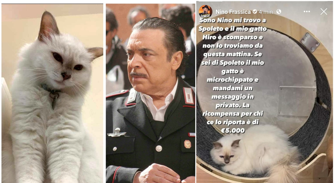 Nino Frassica perde il gatto durante le riprese di Don Matteo, appello su Facebook e ricompensa da 5 mila euro