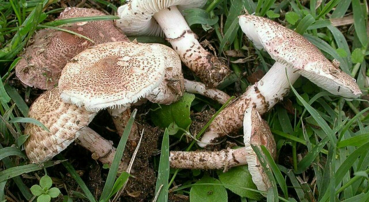 Madre e figlio avvelenati da funghi a Treviso: ricoverati per insufficienza epatica, la donna è grave