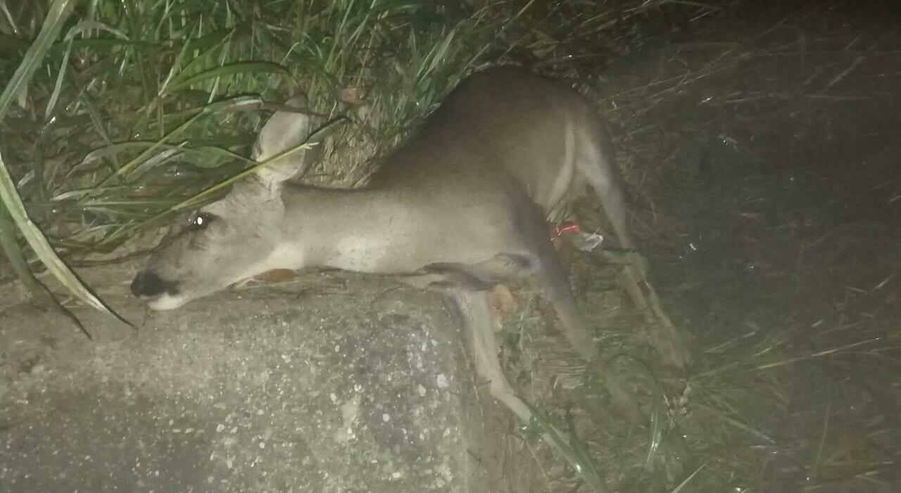 Esce dal lavoro poi lo schianto con la Stelvio contro un capriolo: la bestiola è morta sul colpo. Auto devastata, 6mila euro di danni