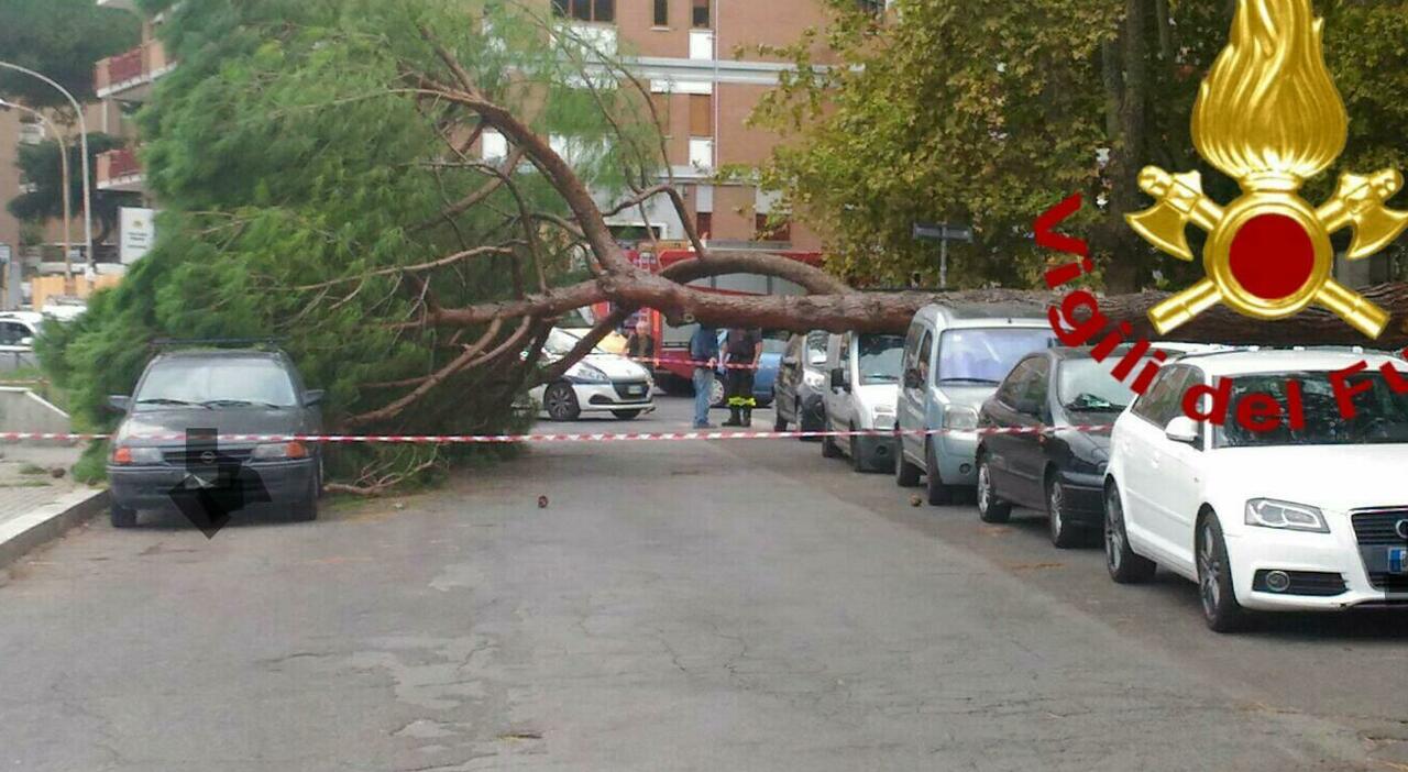 Crolla un albero a Roma, morta una donna a Colli Aniene: un