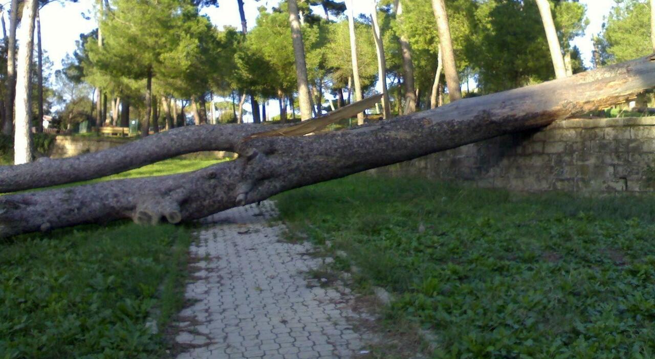 Crolla un albero a Roma, morta una donna in un parco a Colli Aniene: passeggiava con un