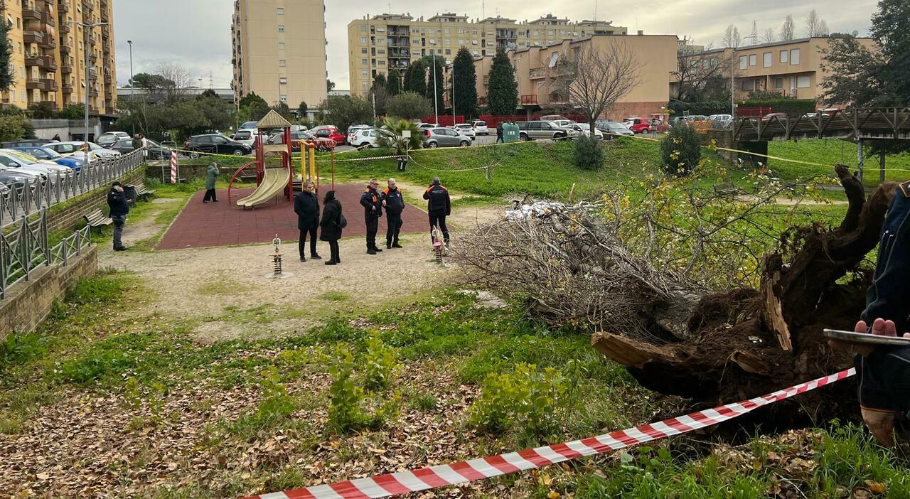 Crolla un albero a Roma, morta una donna in un parco a Colli Aniene: passeggiava con un