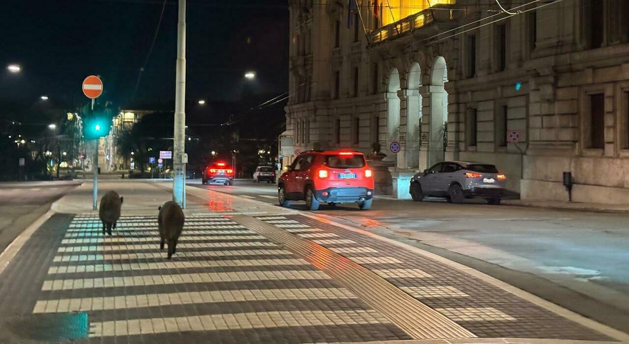 Cinghiali in centro, attraversano sulle strisce davanti il Comune e passeggiano al Viale. FOTO VIDEO