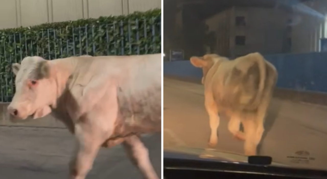 Toro Semina Il Panico Tra Gli Automobilisti Fuggito Dal Tir Dopo Un