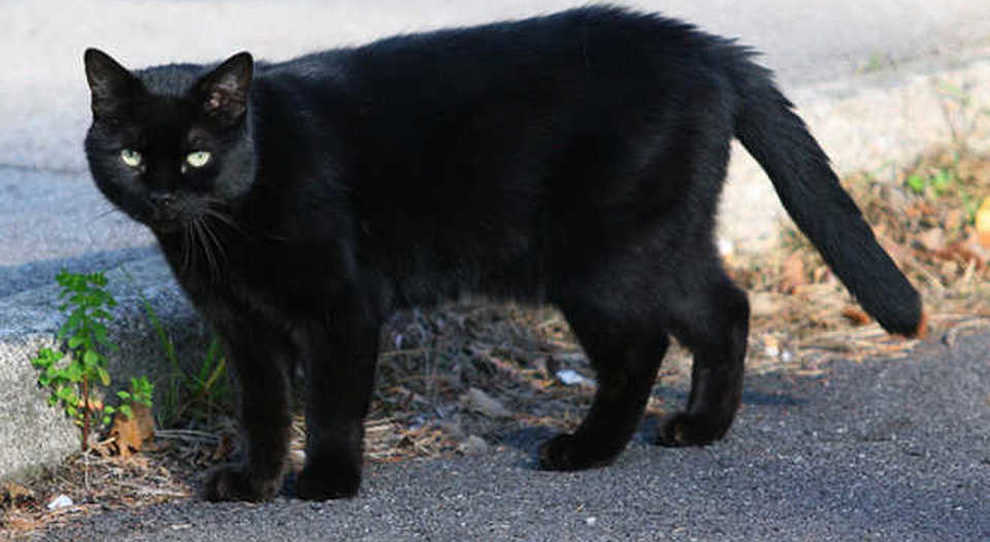 Halloween, appello degli animalisti: «Mettete al sicuro i gatti neri»
