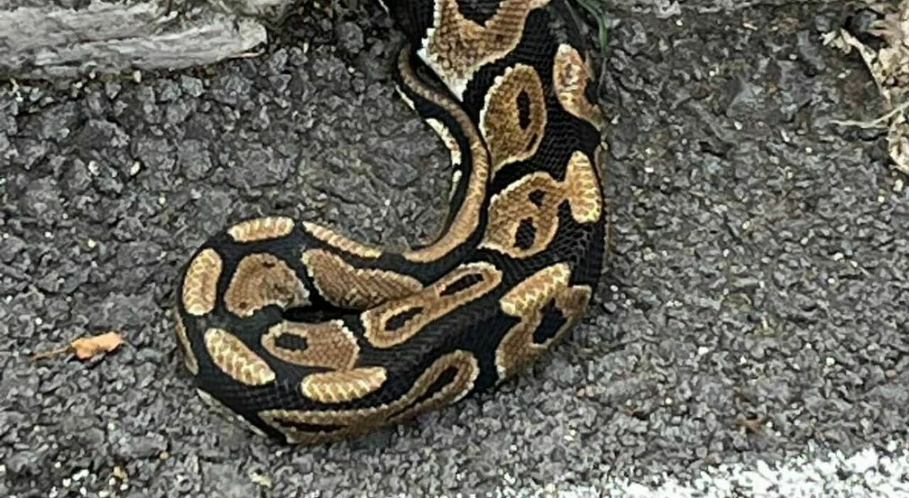 Unusual Snake Sighting in Rome Leads to Police Intervention