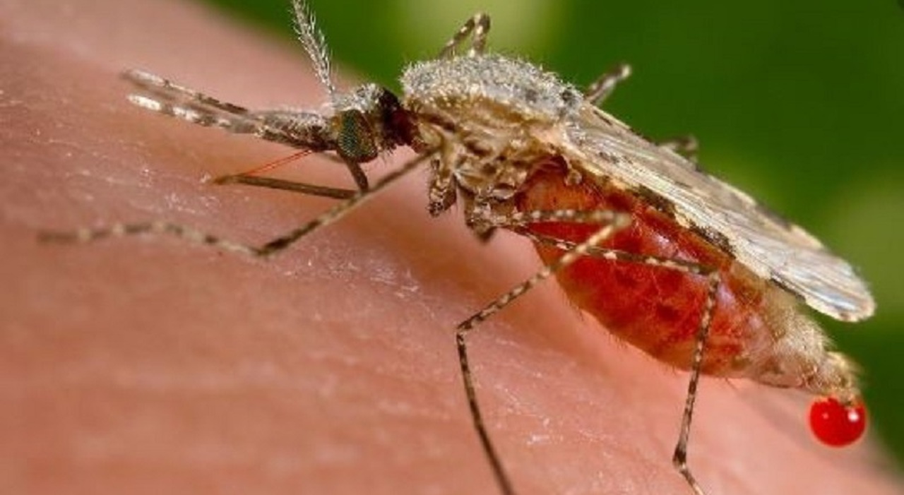 methods to shield your self from tick and mosquito bites