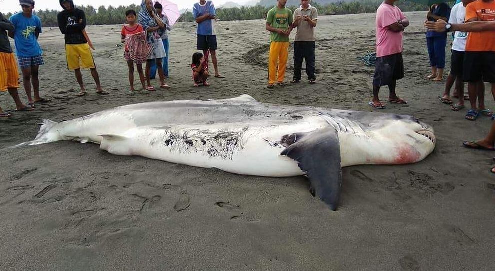 Squalo bocca grande in spiaggia, è un esemplare da record