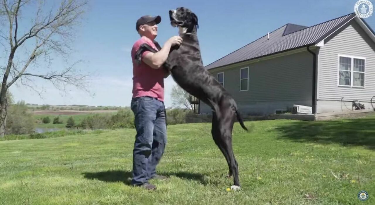Il Cane Più Alto Del Mondo 2023