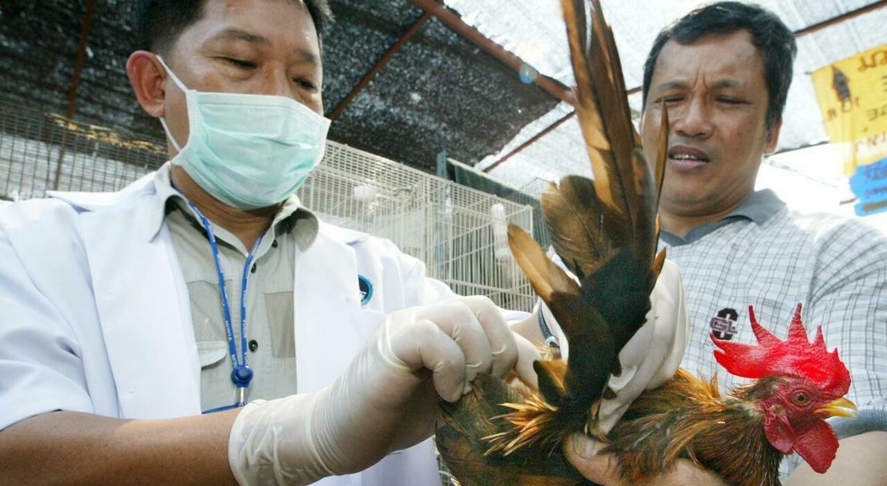 Bird flu, dogs, cats and dolphins also infected in the United States.  WHO: «Human cases underestimated»
