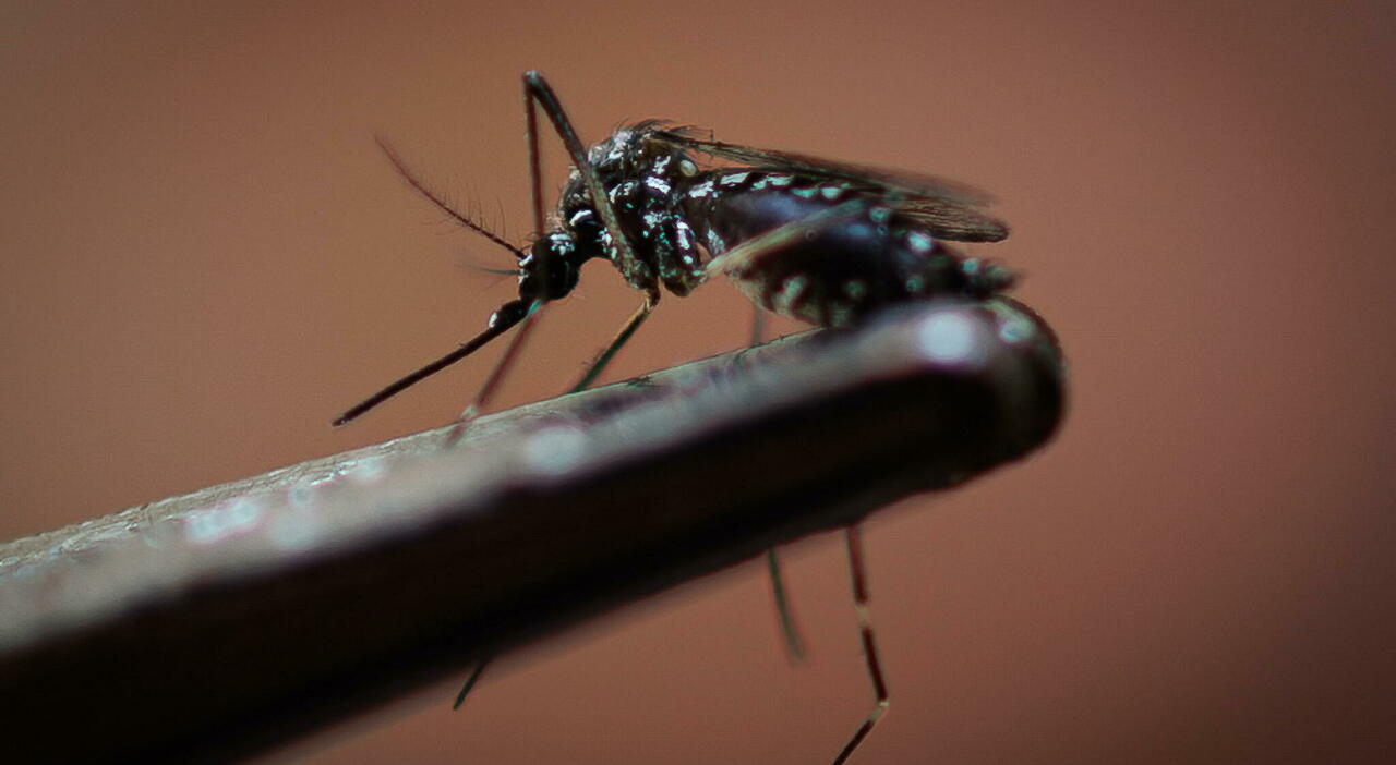 Dengue-Fieber in Rom: Eine unerwartete Begegnung