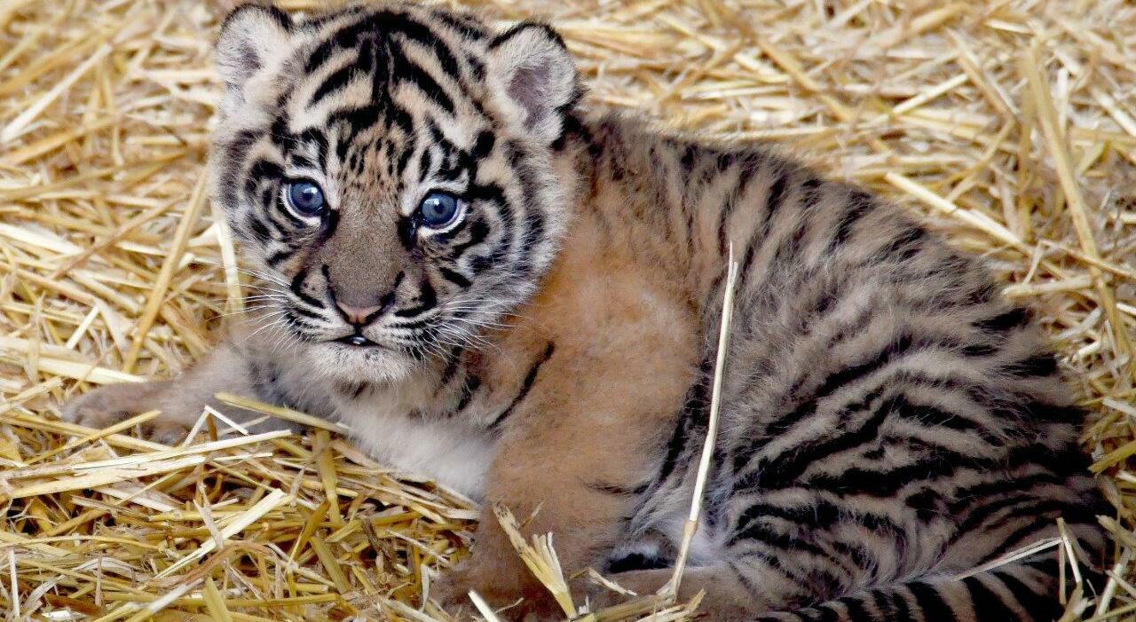Soon, visitors to the Biopark of Rome will meet Kala, the Sumatran Tiger Cub
