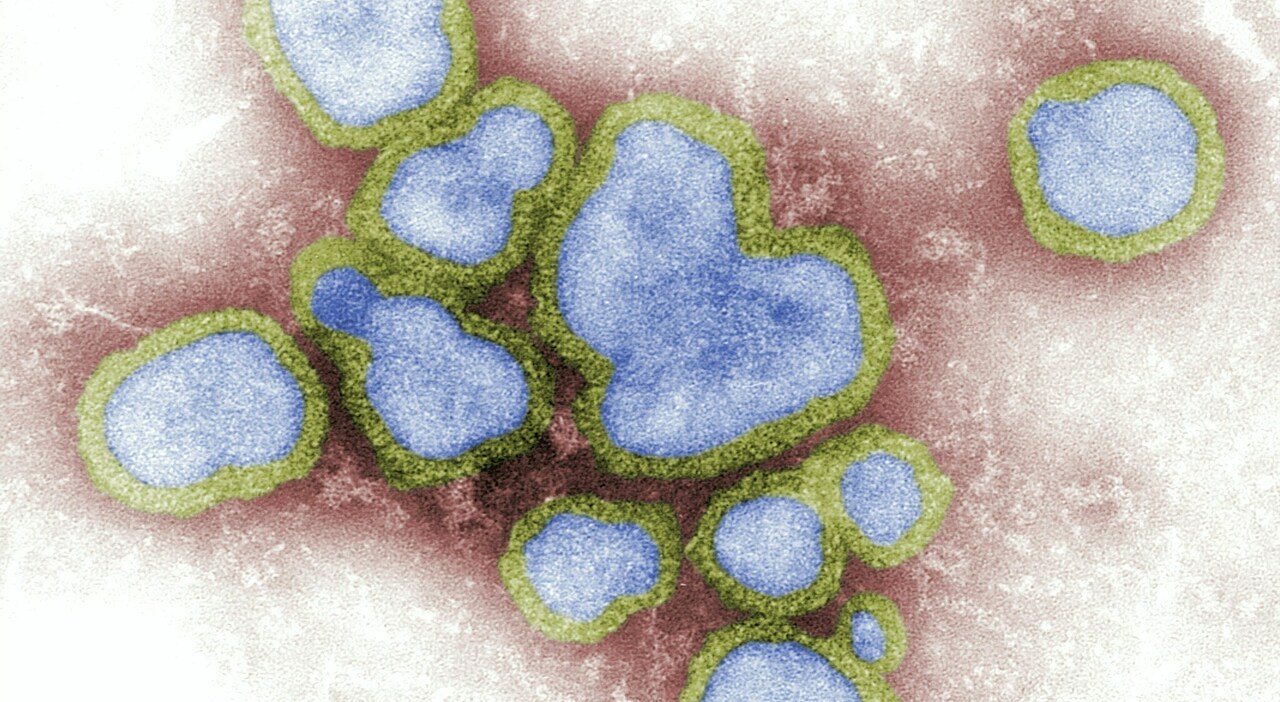 Influenza aviaria, focolai in Italia. Gb blocca import di carni dalla Germania. Ema: «Pronti alla pandemia». Sintomi e come evitare il contagio