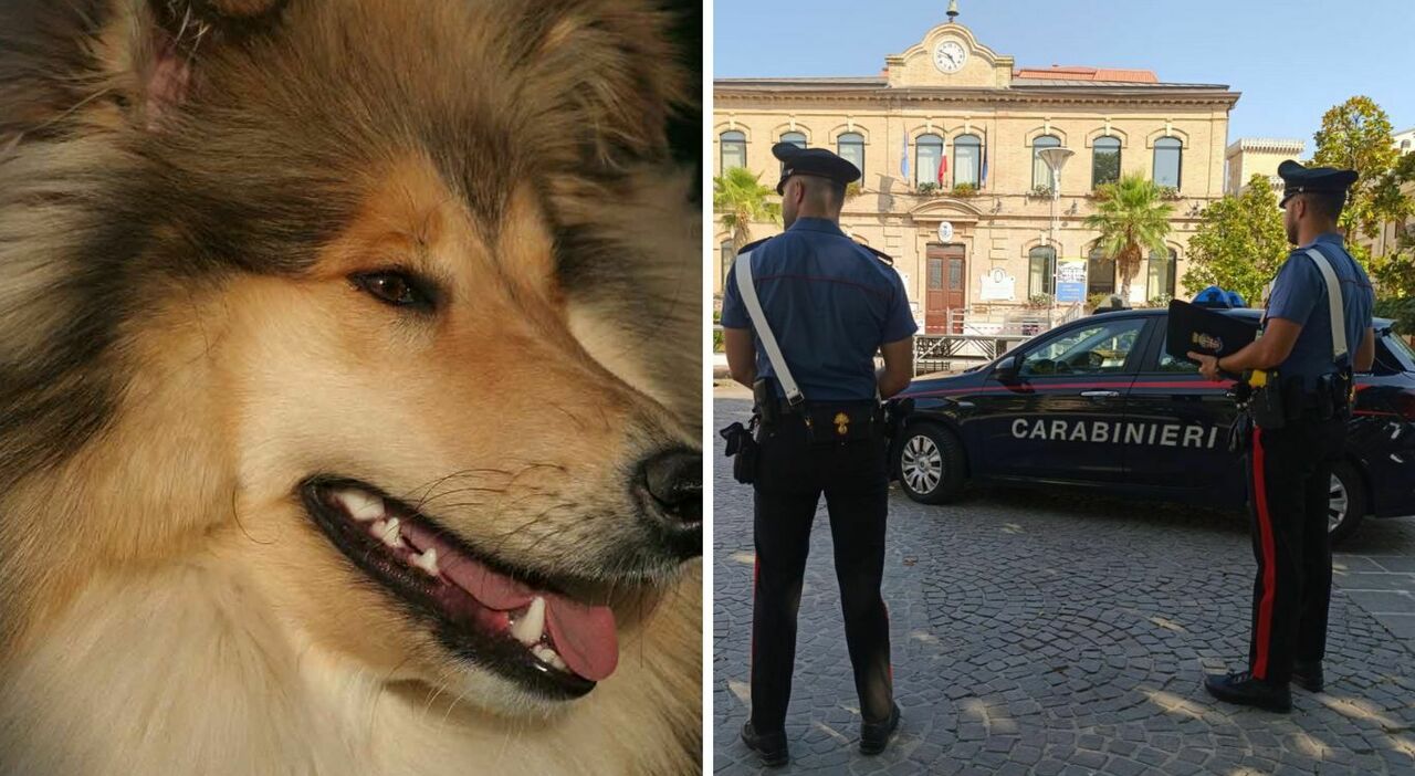 Il cane la morde e le impedisce di uscire: ostaggio in casa, un passante sente le urla e chiama i carabinieri di Falconara