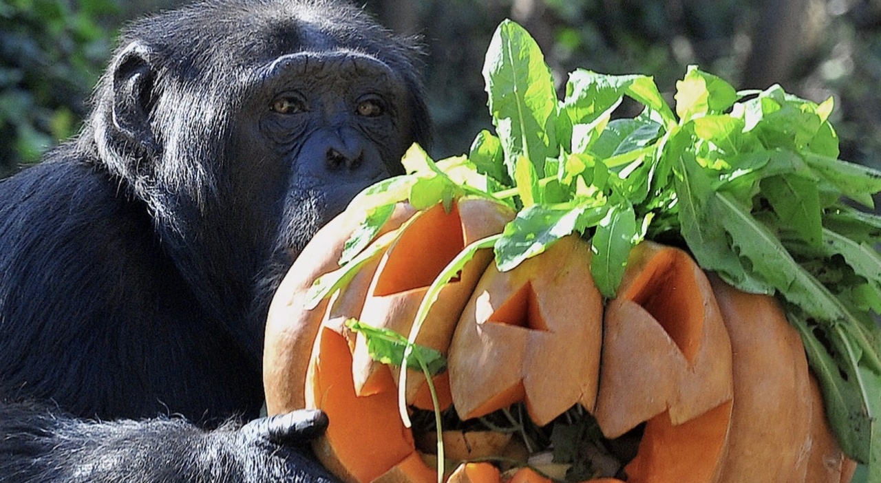 La festa di Halloween inizia domenica al Bioparco con giochi per adulti e bambini.