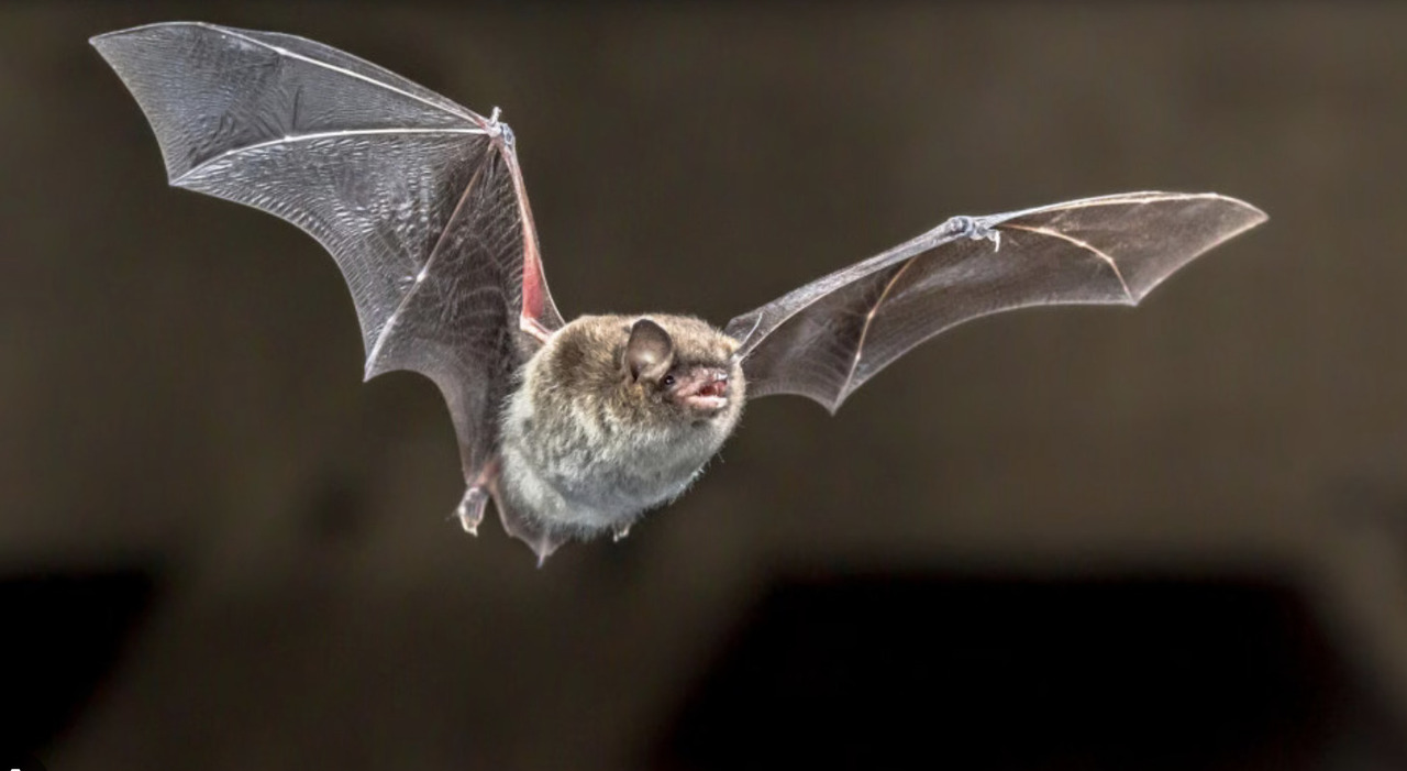 “Il Monte Soratte si illumina con la Magica Notte dei Pipistrelli: un’esperienza indimenticabile per tutta la famiglia!”