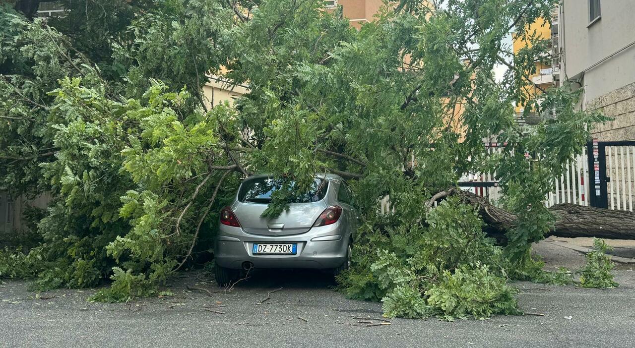 “Tragedia a Roma: un albero crolla e schiaccia un’auto nel quartiere Appio Latino”