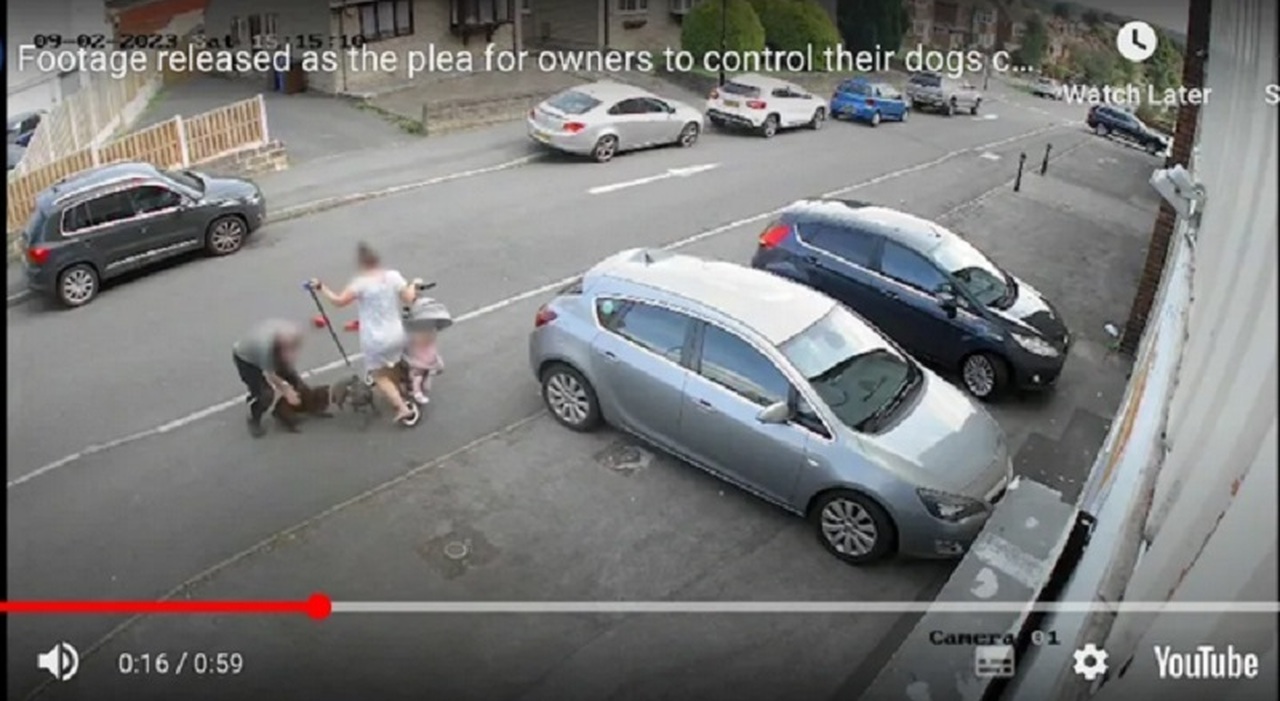 A dog attacks a one-year-old girl on a tricycle in the street, shocking video