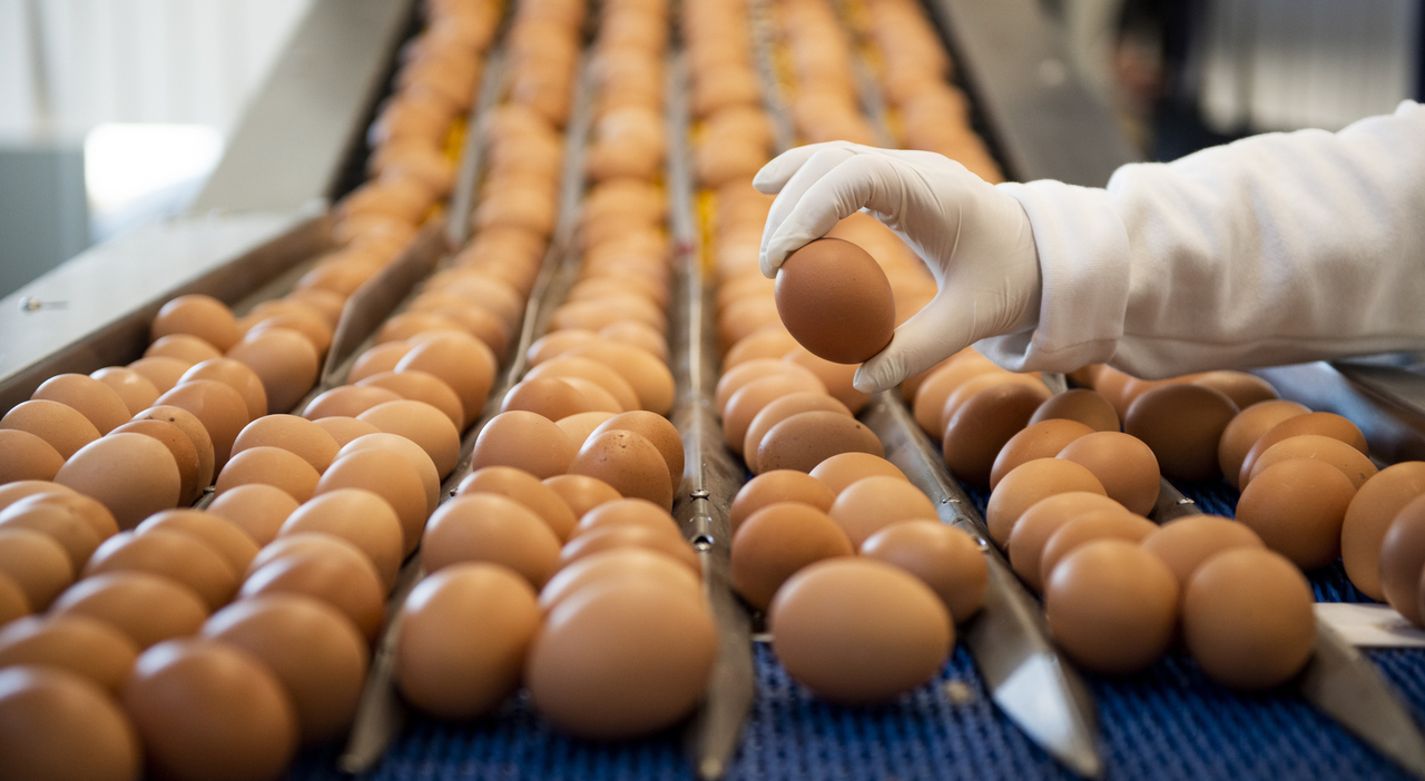 Crisi delle uova, la risposta degli imprenditori veneti alle richieste Usa: «Siamo al limite con la produzione, 4 milioni di galline abbattute in Italia»