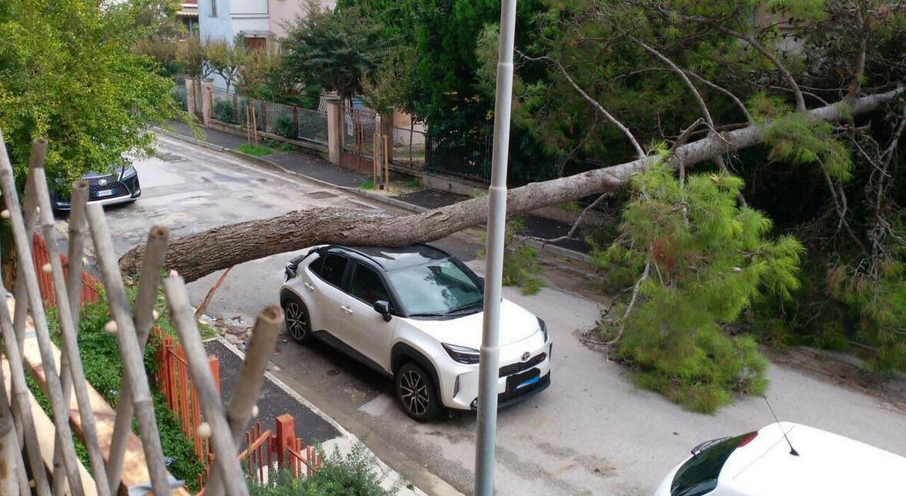 Dopo la pioggia, il crollo degli alberi. Strage di auto a Senigallia, è una roulette russa