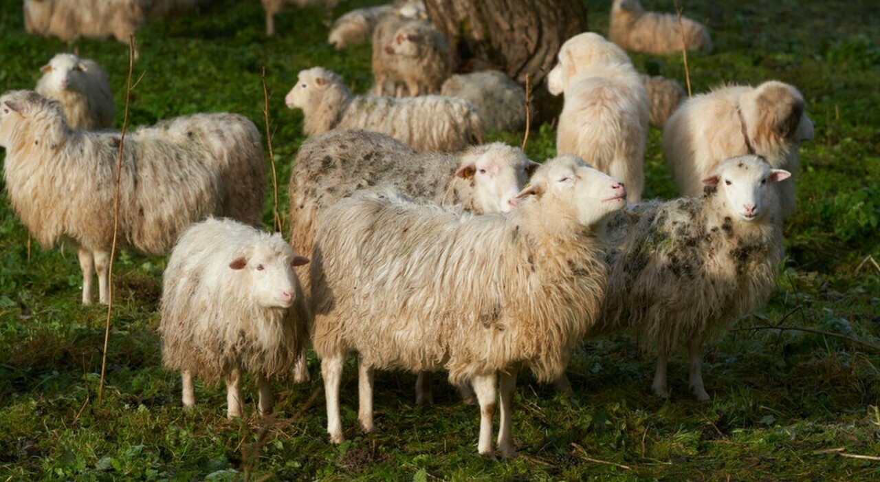 En Grecia, ovejas hambrientas comen más de 100 kilogramos de marihuana tras la tormenta Daniel.  ‘Tenían un comportamiento extraño’