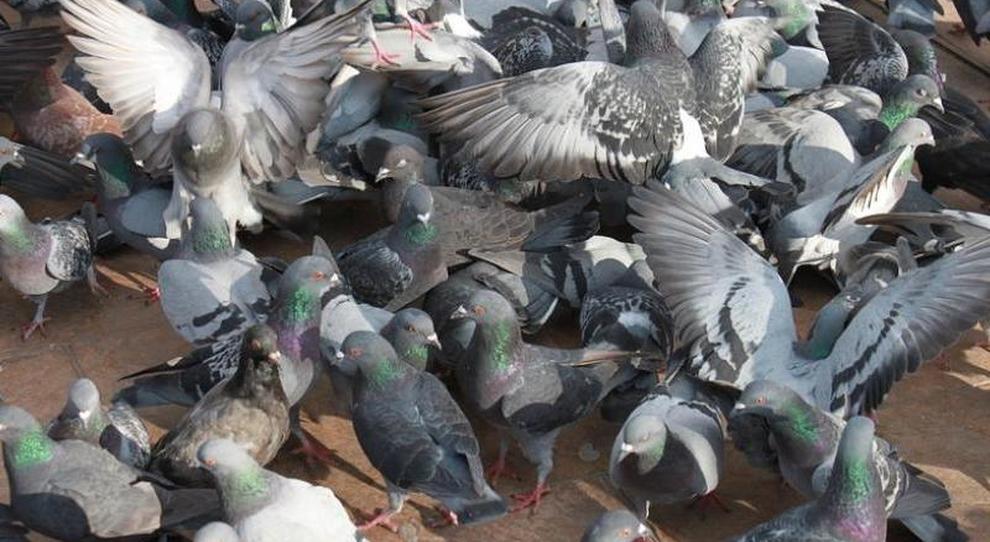 Piccioni fatti fuori col mangime avvelenato