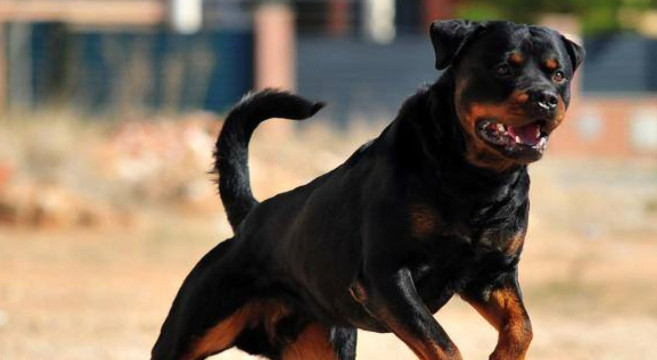 Bambino di 5 anni azzannato da un rottweiler mentre è in bici con la mamma,  è grave