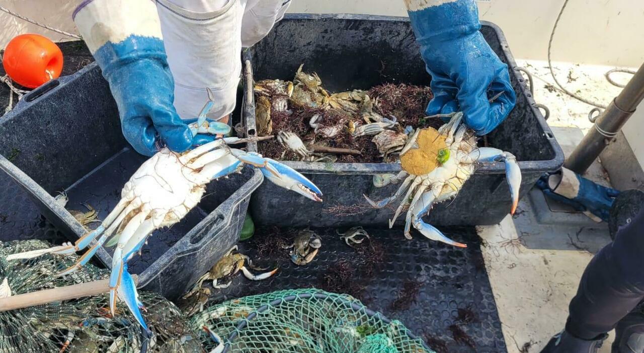 Granchio blu, l?emergenza ora arriva dal bitter crab disease: «La carne cotta è amara». Cos