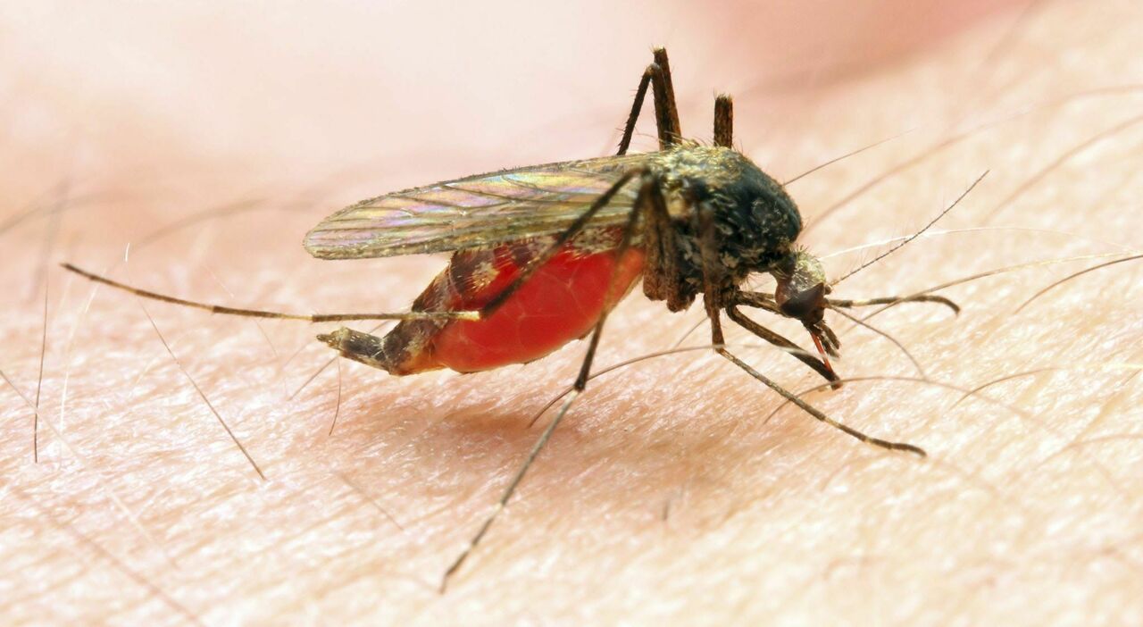 Zanzara, gli esperti rassicurano: «Malaria? Serve solo prudenza»
