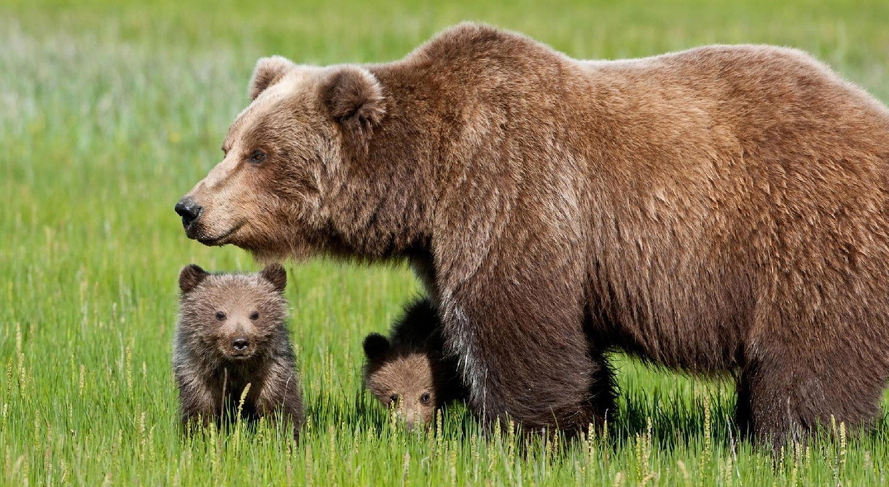 Trentino. Uno spray anti-orso in dotazione alla Forestale: il nuovo decreto  firmato da Fugatti