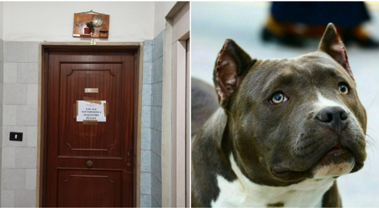 Giulia sbranata a 9 mesi dal pitbull, l