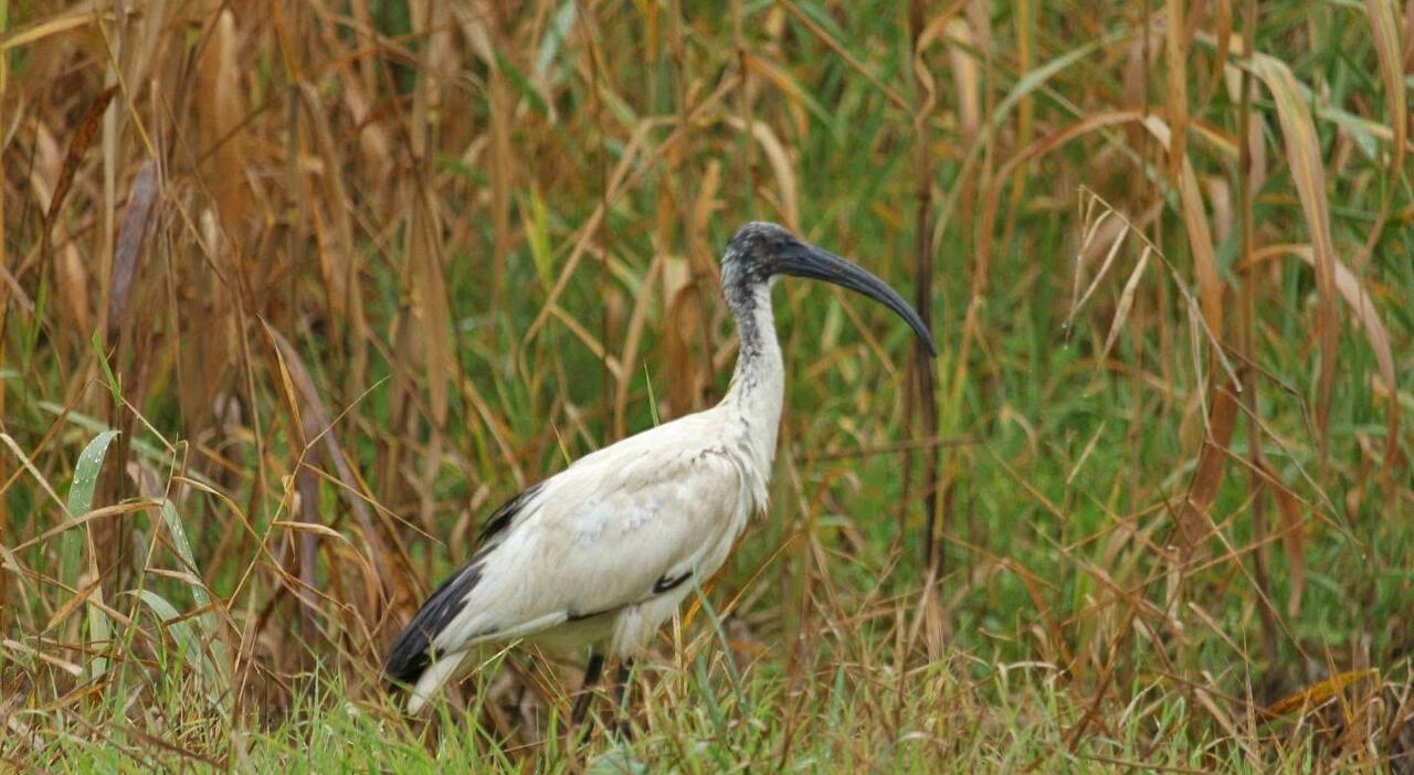 L?ibis sacro avvistato nel Salento: «Specie aliena, ecosistema a rischio»