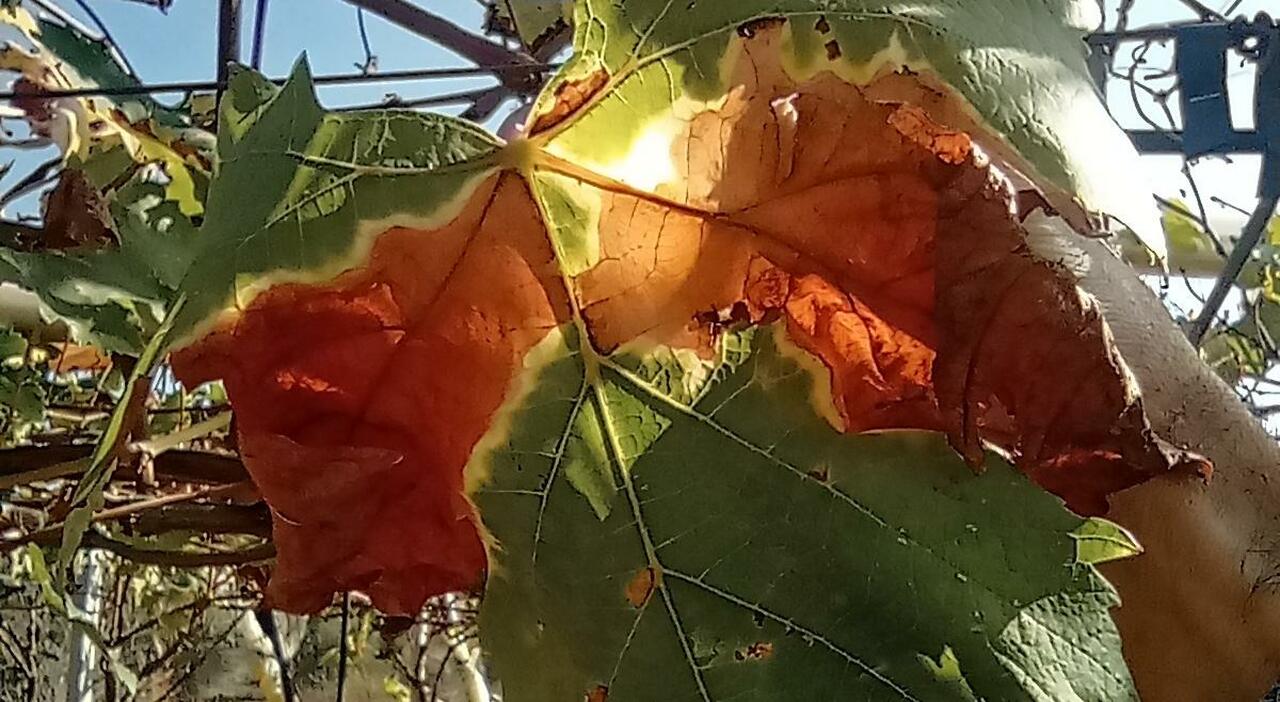 Xylella, il batterio sfonda in Basilicata ed è guardia alta sui vigneti