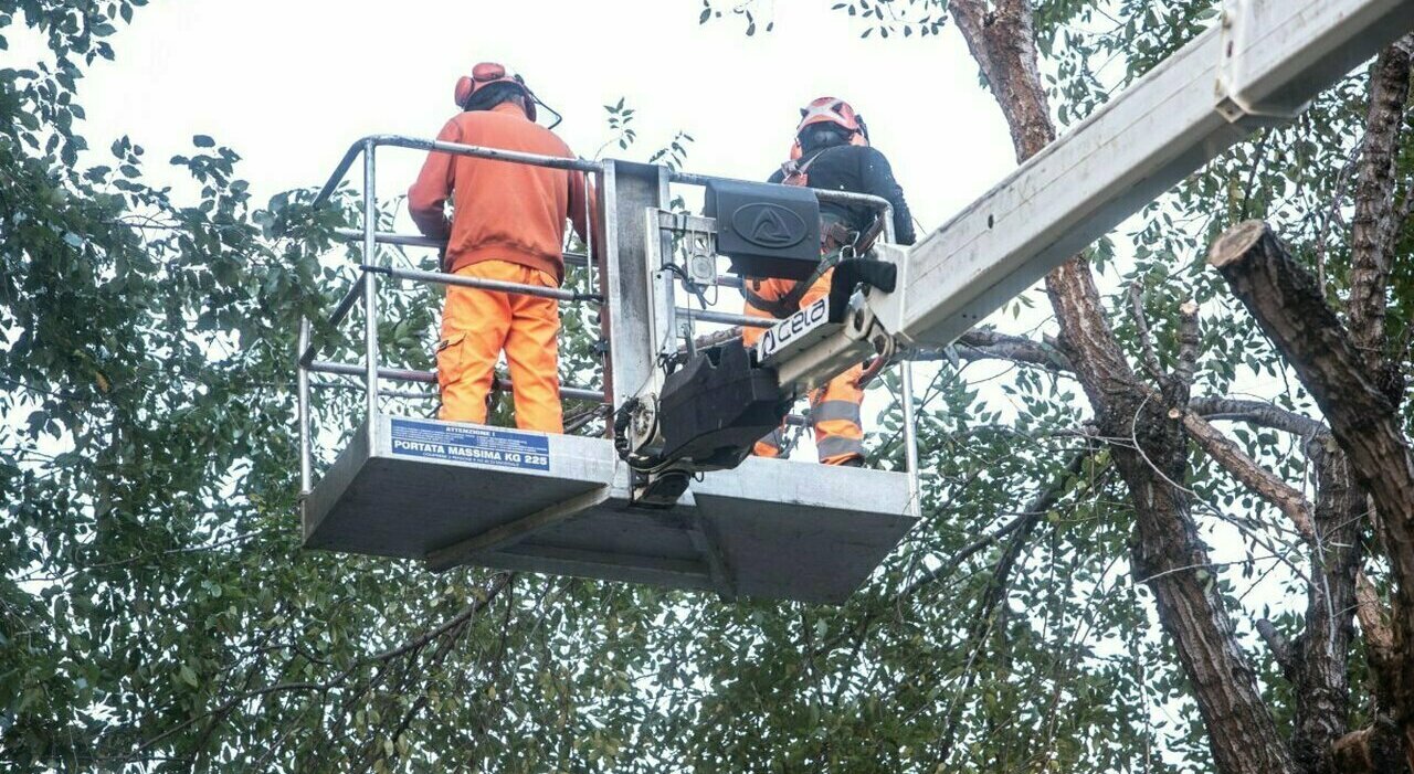 Tree Pruning Operations Cause Temporary Road Closures in Rome