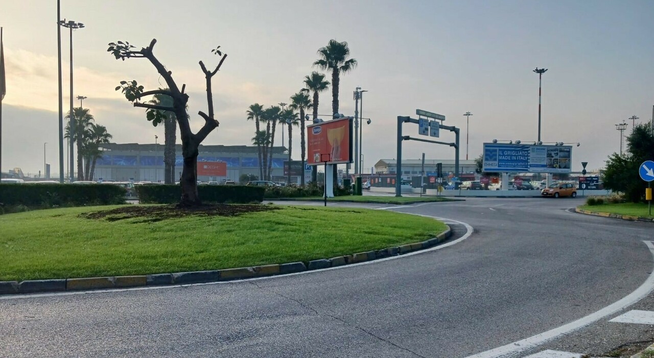 Al posto dello storico velivolo un ficus