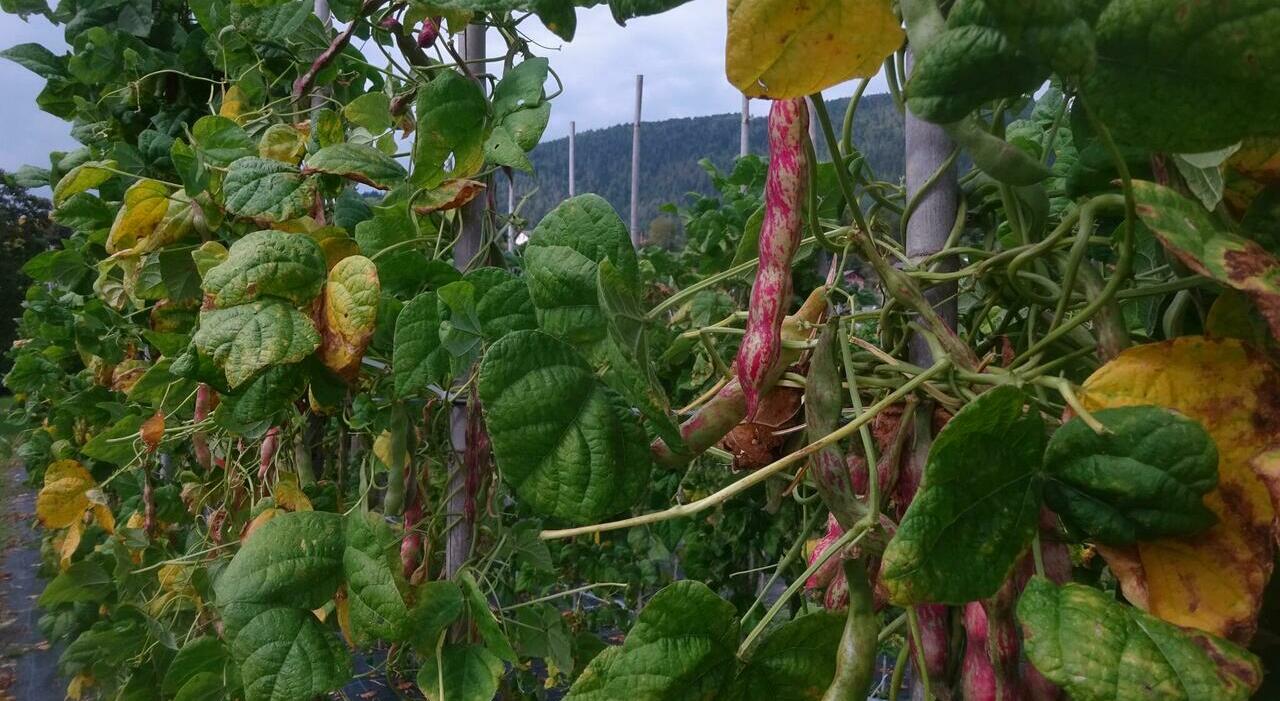 Fagioli di Lamon, rubati 120 chili del pregiato legume a Seren del Grappa: i ladri prendono di mira una piantagione di 1.400 piante