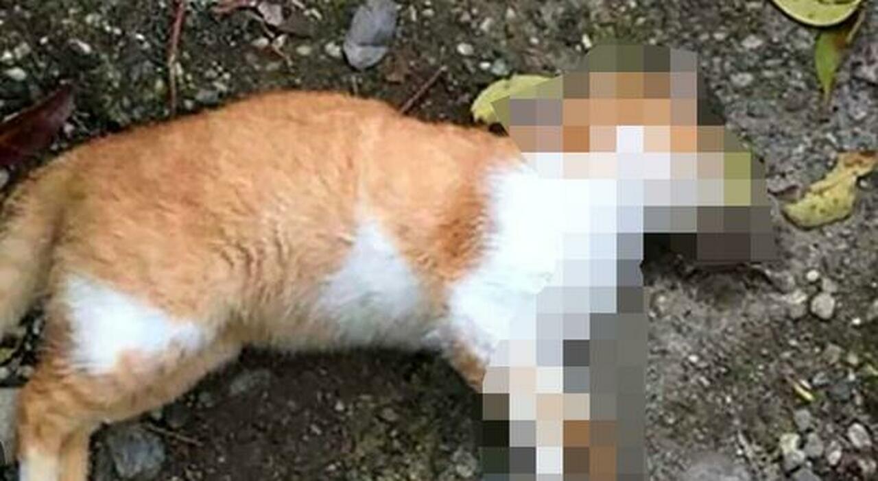 Nuova strage di gatti nel Salento, 13 animali uccise il veleno