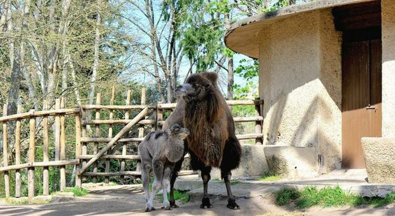 Nasce il cammellino Frosy, amante del sole